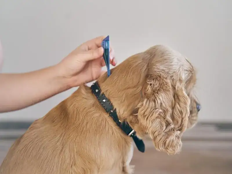 Jak założyć obrożę Sabunol, aby zapewnić bezpieczeństwo i komfort?