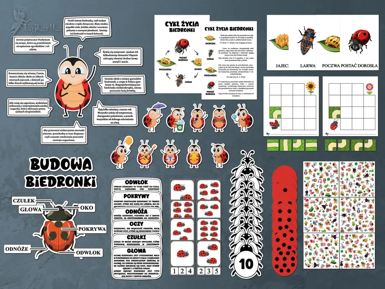 Zagadki o biedronce: Wesoła nauka i zabawa dla każdego dziecka