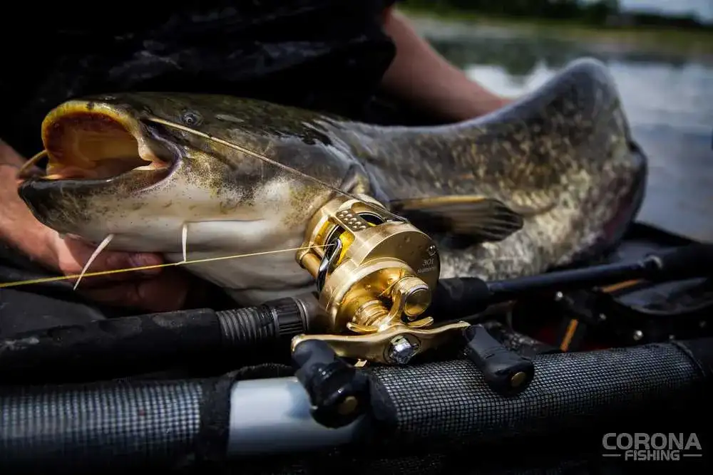 Wędka na suma: Jak wybrać idealny spinning? Poradnik