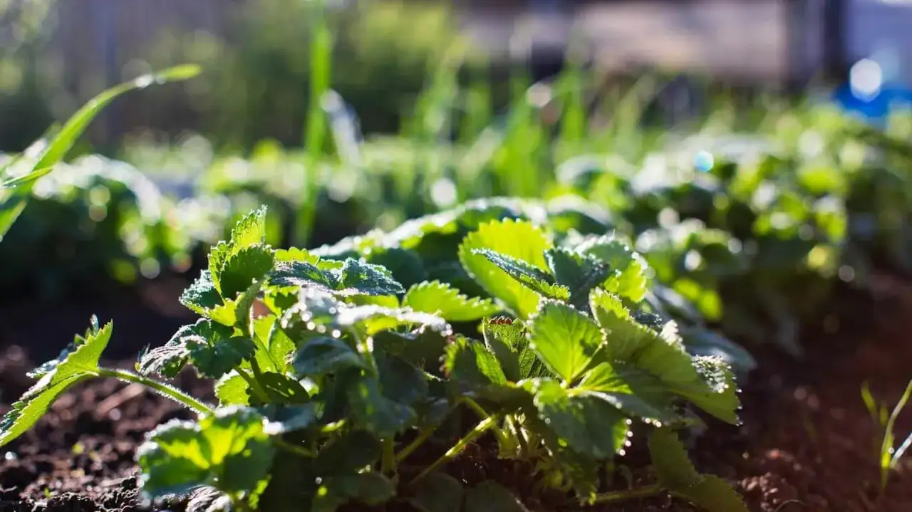 Jaka gleba pod truskawki? Poznaj idealne warunki dla zdrowych plonów