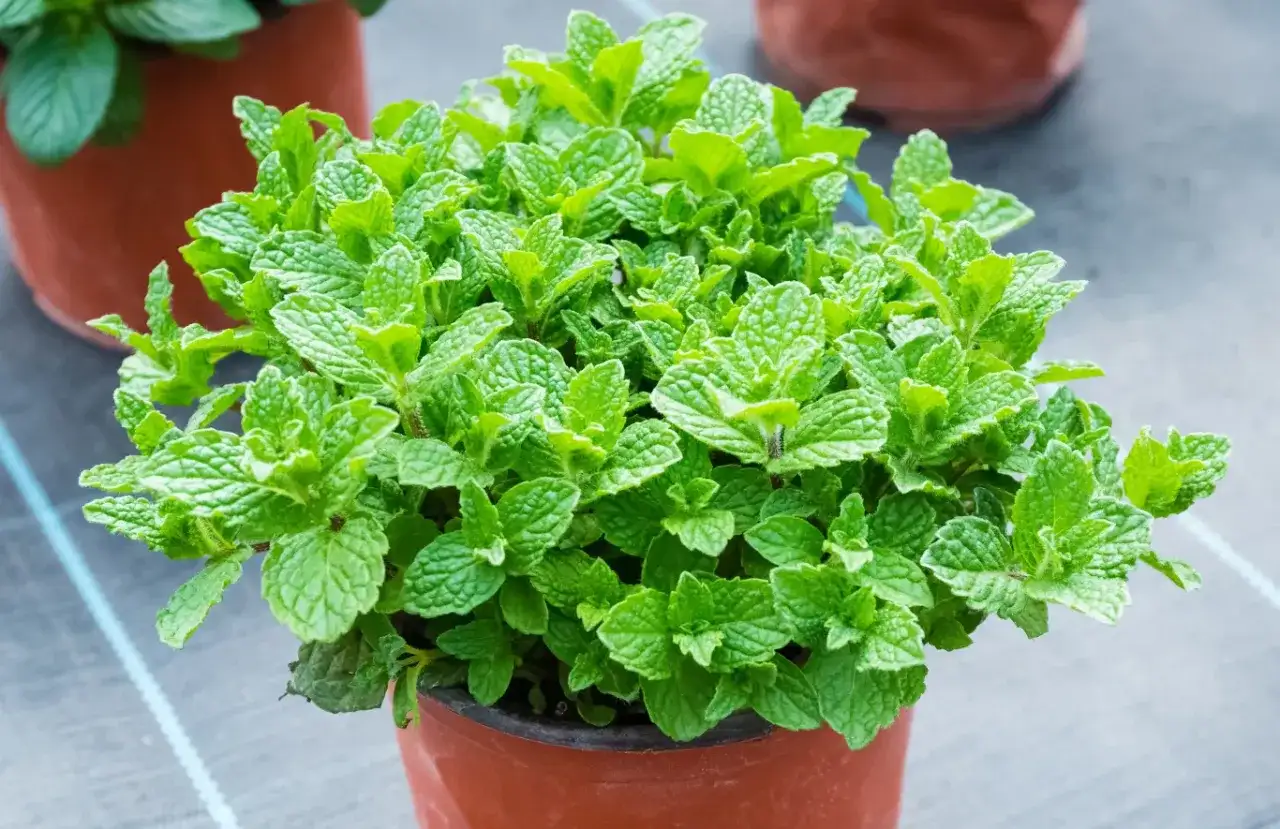 Jak często podlewać miętę w doniczce? Poradnik eksperta!