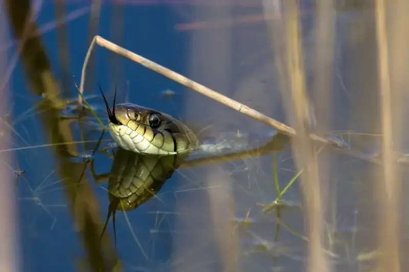 Poznaj sekretne miejsca, w których zimuje zaskroniec - kompletny atlas
