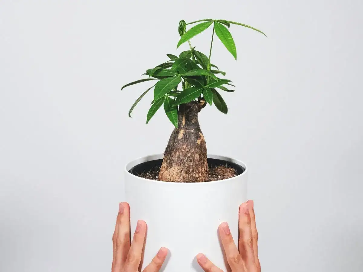 Pachira w białej donicy, z grubym pniem i zielonymi liśćmi. Czy pachirę można przycinać? Tak, aby nadać jej pożądany kształt.