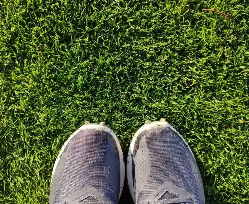 Kiedy nawozimy trawnik, aby uniknąć błędów i cieszyć się zdrową trawą