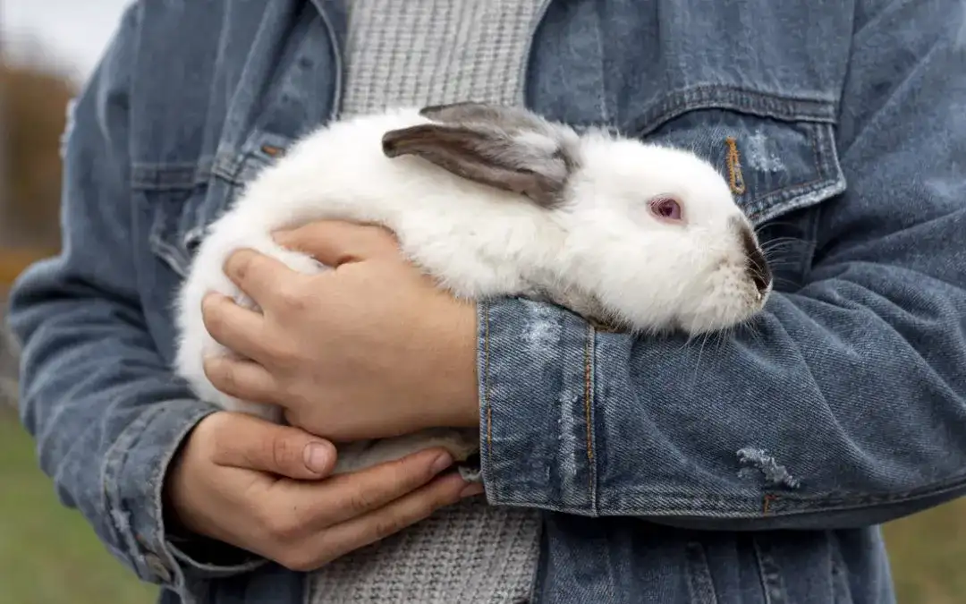 Kokcydioza u królików: Jak leczyć i ratować życie? Poradnik