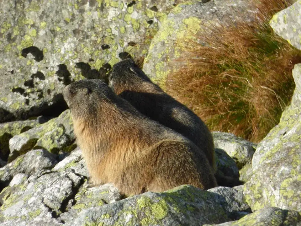 Zwierzęta w górach: Jak je rozpoznać, gdzie szukać i być bezpiecznym?
