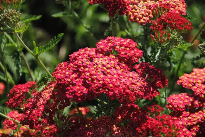 Jakie kwiaty ogrodowe długo kwitną? 10 najlepszych gatunków