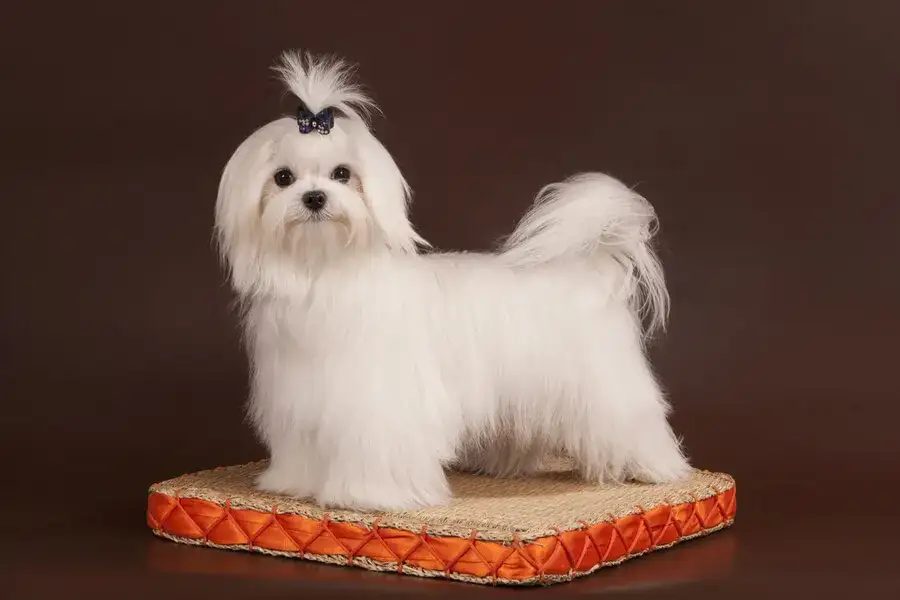 Najpopularniejsze fryzury dla maltańczyków z galeriami zdjęć i poradami