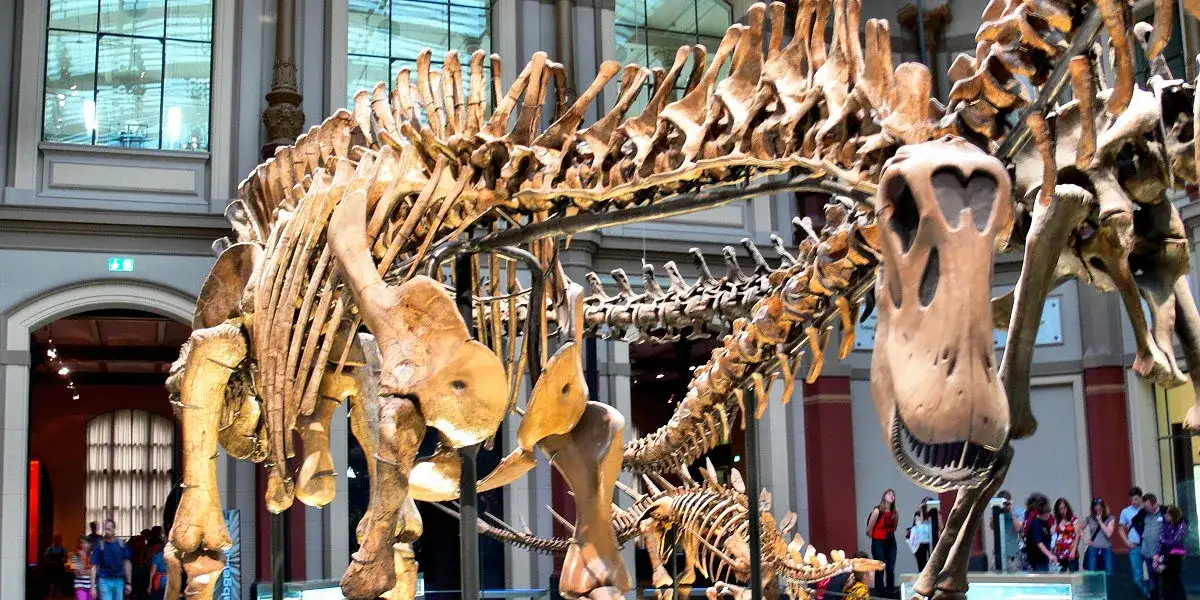 Muzeum sztuki naturalnej w Berlinie - co warto zobaczyć i zwiedzić