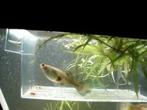 Jak wygląda gupik przed porodem? Zaskakujące zmiany w wyglądzie