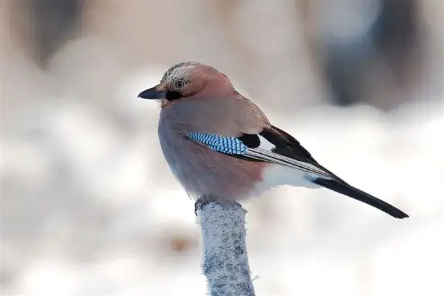 Czy sójka zimuje w Polsce? Poznaj zwyczaje tego fascynującego ptaka