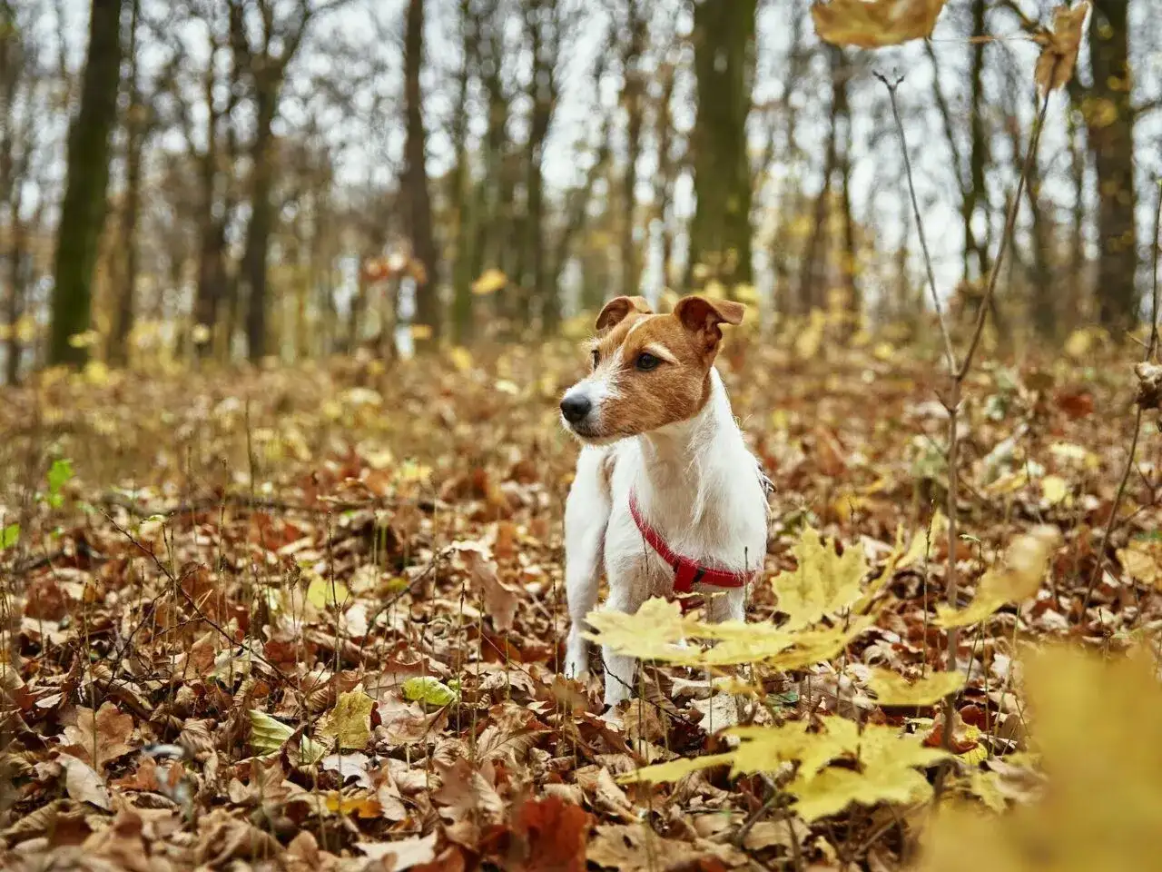 Jak uszyć szelki bezuciskowe dla psa i zapewnić mu komfort