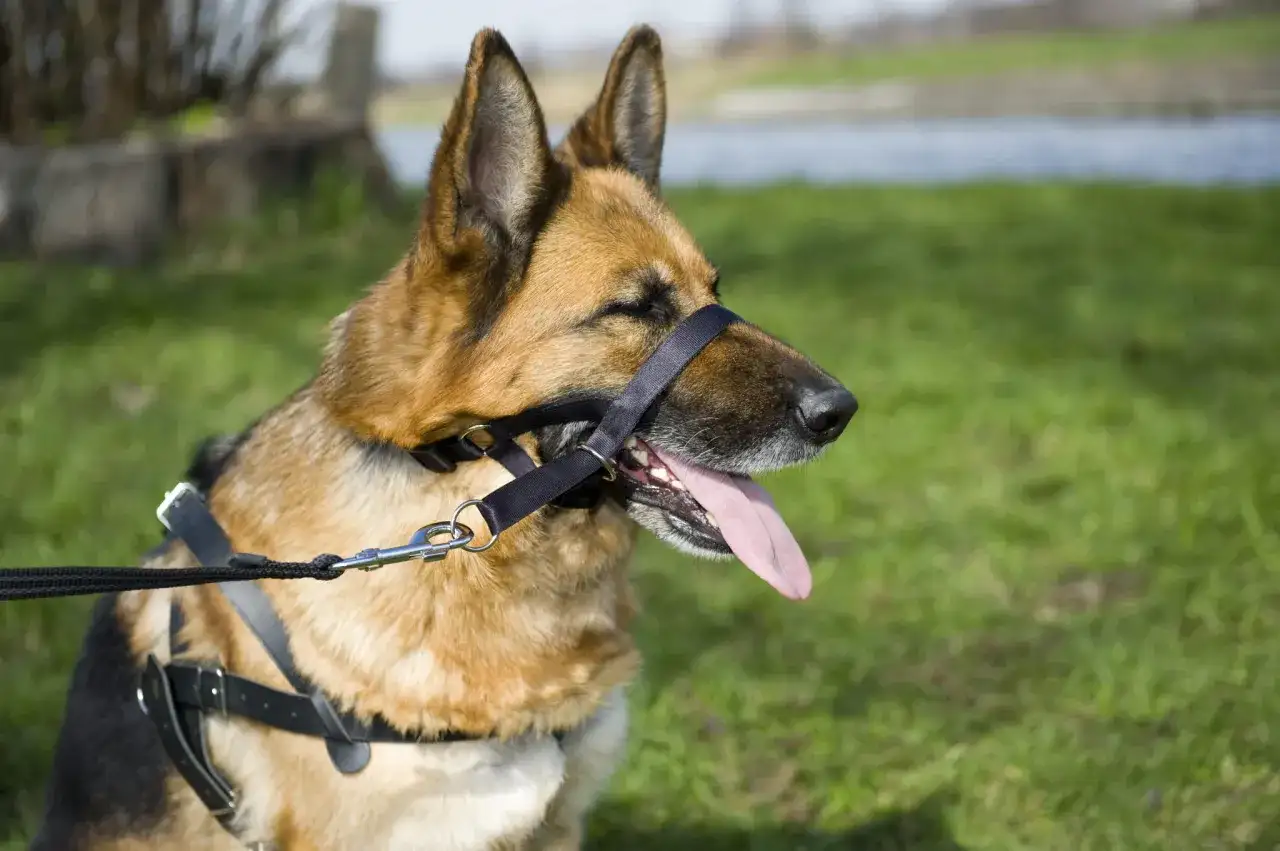 Jak używać haltera kantar dla psa: skuteczne metody na ciągnięcie smyczy