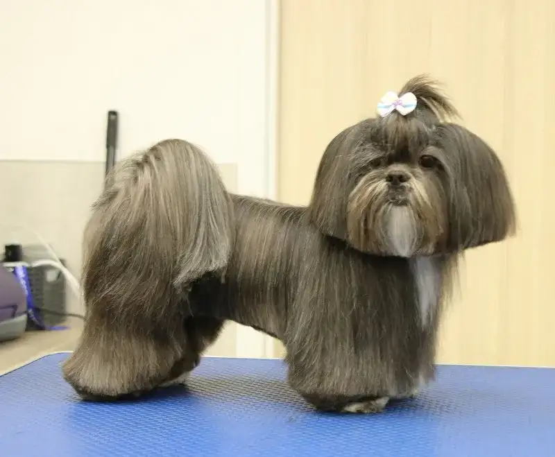 Najmodniejsze fryzury dla samca shih tzu - wszystko co musisz wiedzieć