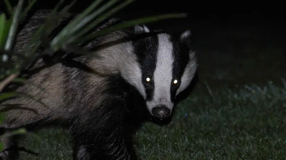 Zwierzęta nocy: fascynujące cechy i przystosowania do ciemności