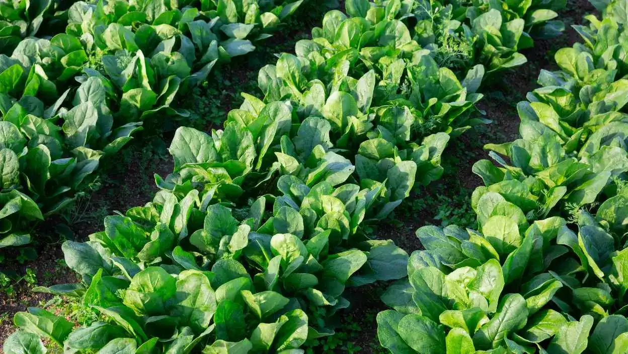 Jak uprawiać szpinak: unikaj najczęstszych błędów w ogrodzie