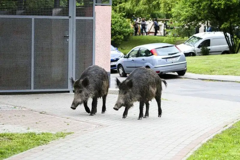 Co robić, gdy dziki na osiedlu zagrażają bezpieczeństwu?