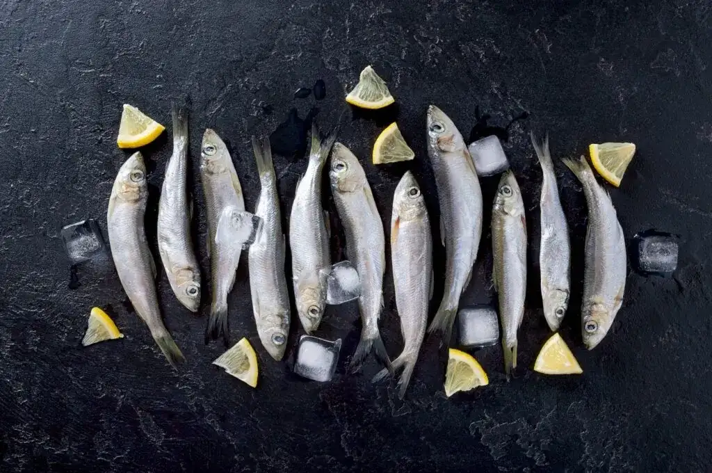 Mrożenie śledzi: Co mrozić, czego unikać? Kompletny poradnik.