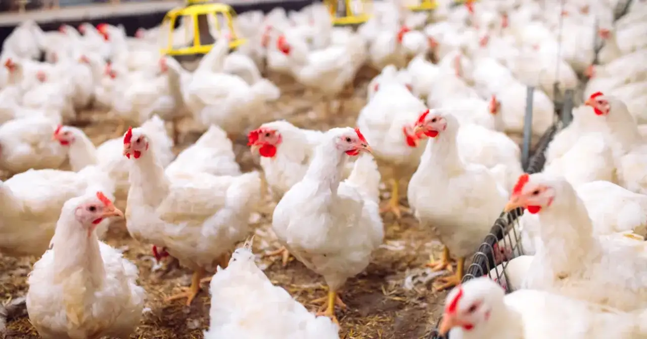 Ptasia grypa objawy: Jak rozpoznać groźne symptomy u ludzi