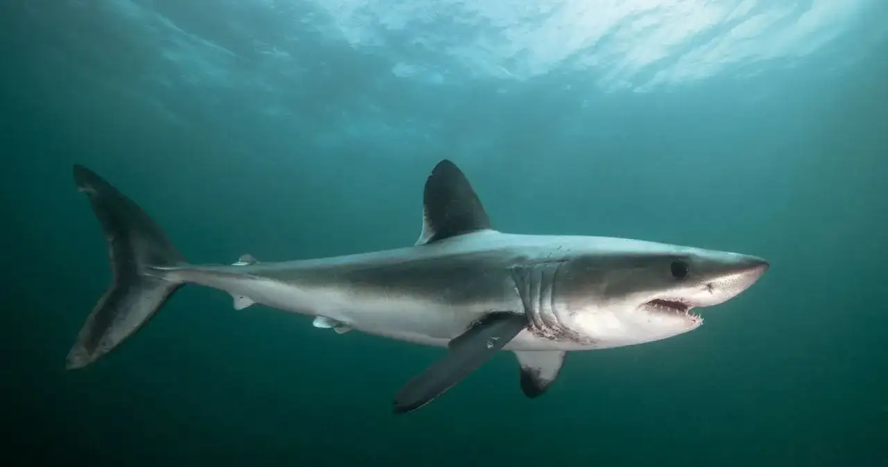 Jakie rekiny są w Morzu Bałtyckim? Oto co musisz wiedzieć