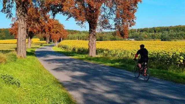 Puszcza Dulowska trasy rowerowe: odkryj najpiękniejsze szlaki