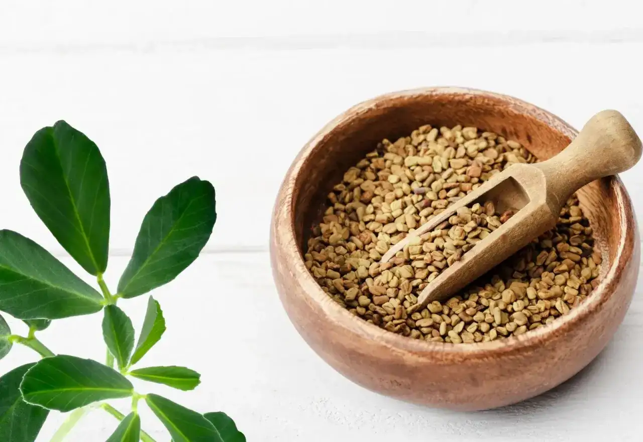 Kozieradka w misce z drewnianą łyżką i zielonymi liśćmi na białym tle.