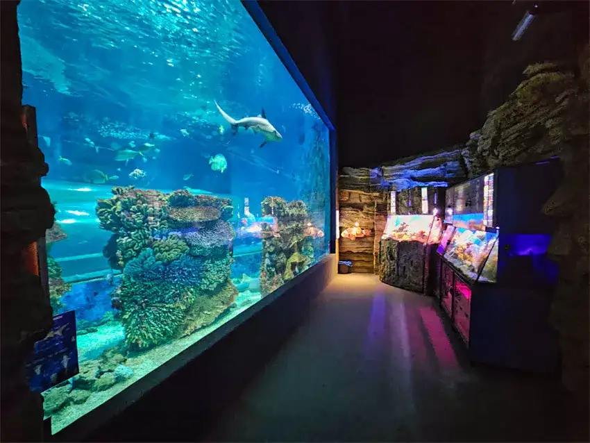 Oceanarium w Nyíregyházie – Fascynujące atrakcje i informacje dla odwiedzających