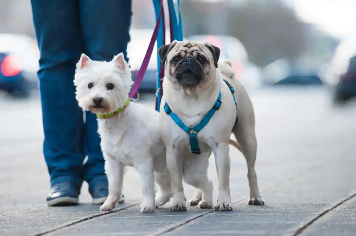 Co lepsze dla szczeniaka: obroża czy szelki - uniknij błędów w wyborze
