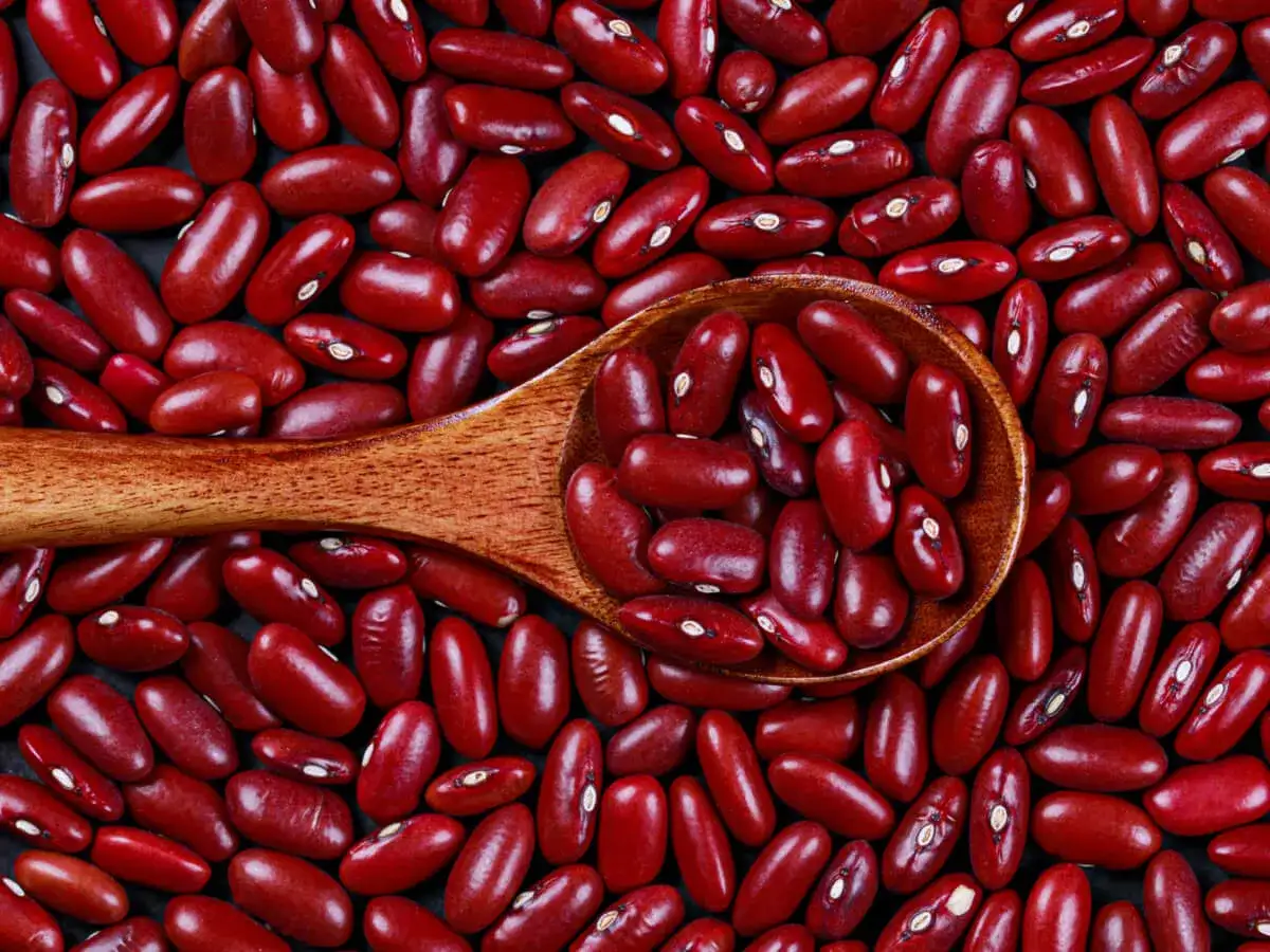 Czerwona fasola na drewnianej łyżce. Czy fasola ma dużo węglowodanów? Tak, fasola jest bogata w węglowodany złożone, białko i błonnik.