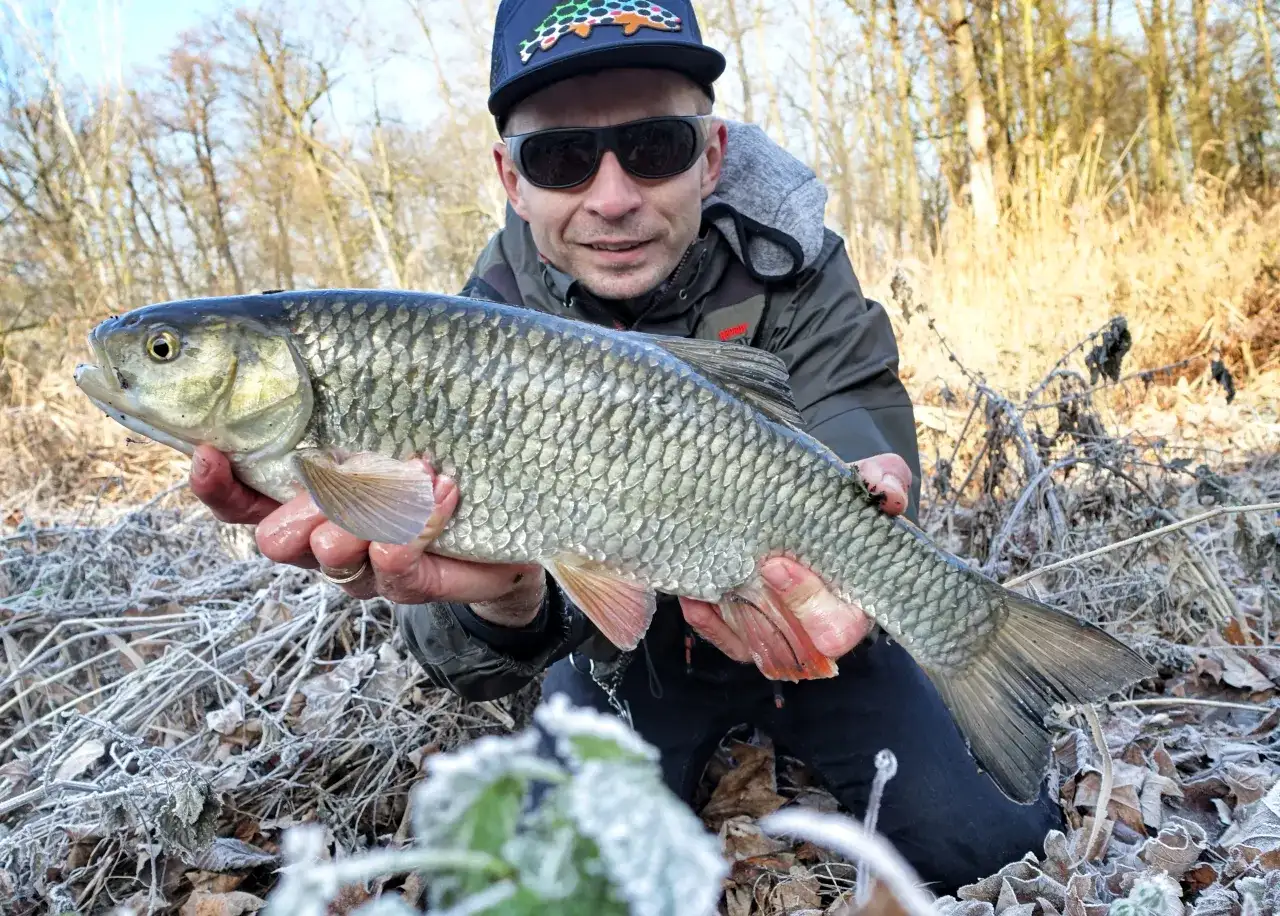Kleń w rzece: Tajniki skutecznego łowienia. Przynęty i techniki