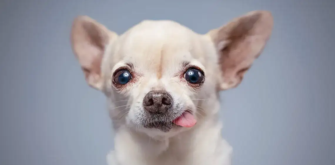 Czkawka u szczeniaka: co robić? Przyczyny, sposoby i kiedy iść do weterynarza