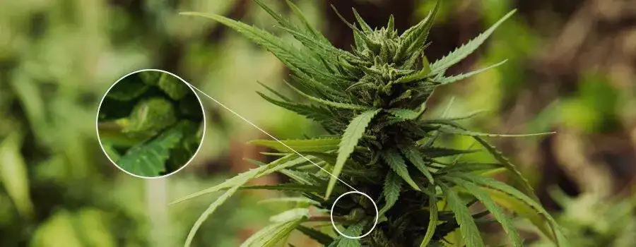 Jak rozpoznać marihuanę: przewodnik po roślinie i suszu
