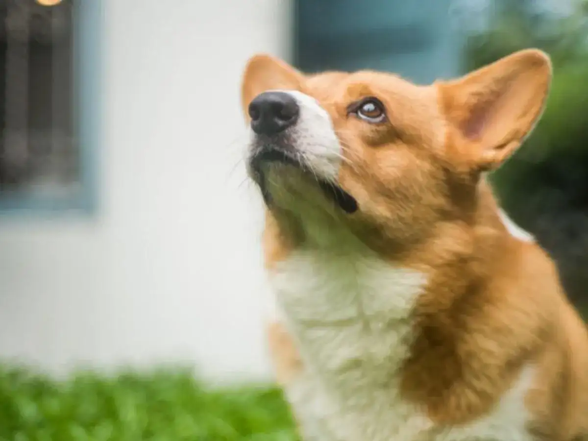 Twój pies niszczy meble? Poznaj przyczyny i skuteczne rozwiązania!