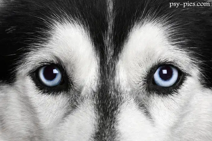 Jak wygląda Siberian Husky? Poznaj wzorzec rasy i kolory oczu!