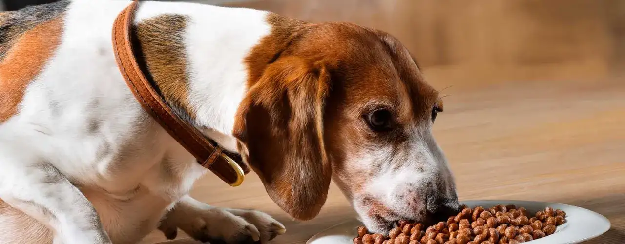 Bezpieczne gotowanie wołowiny dla psa. Unikaj groźnych błędów w żywieniu!