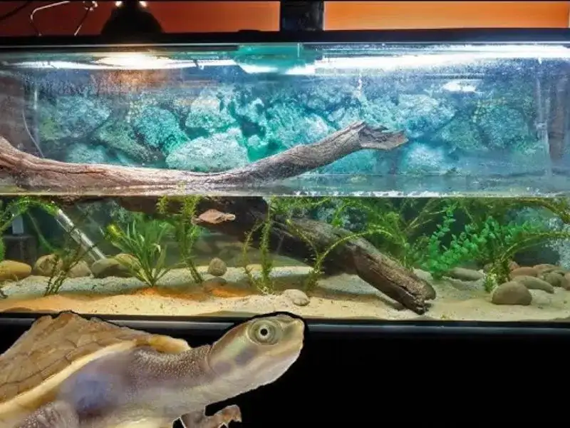 Ile wody w akwarium dla żółwia: kompletny poradnik dla początkujących