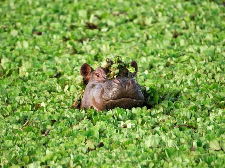 Pielęgnacja zwierząt w Południowej Afryce: porady dla właścicieli