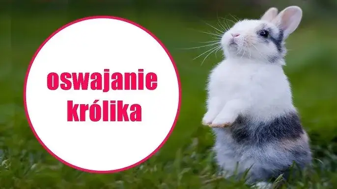 Jak wytresować królika? Kompletny poradnik krok po kroku
