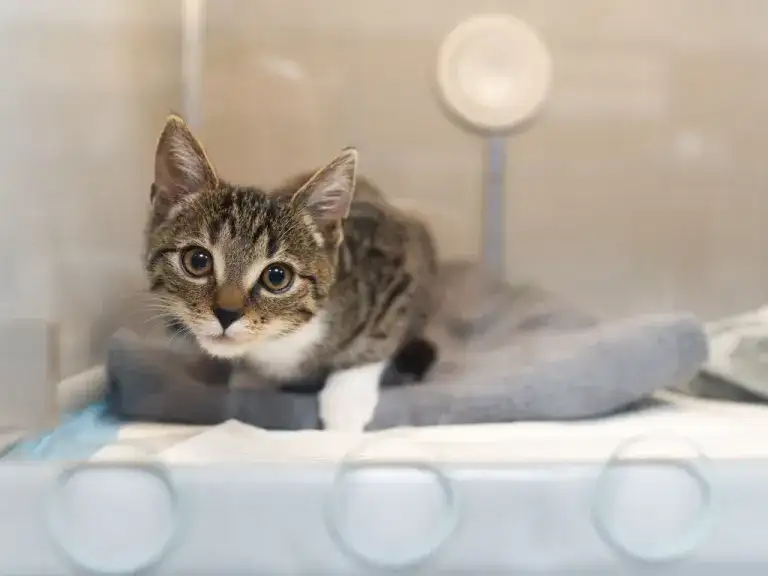 Odrobaczanie kota niewychodzącego: Co 6 czy 12 miesięcy?