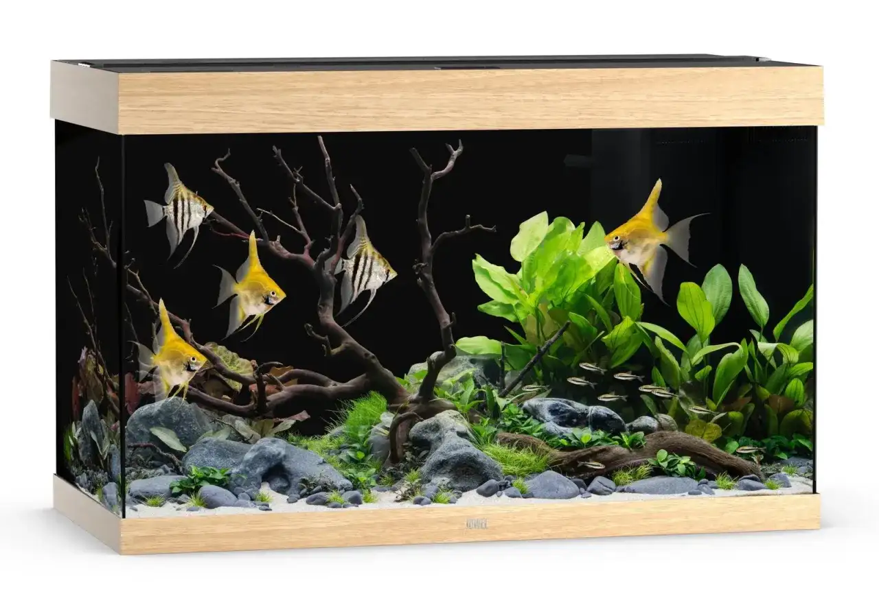 Ile kosztuje utrzymanie akwarium? Sprawdź, jak obniżyć wydatki