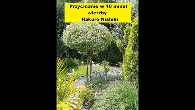 Przycinanie wierzby Hakuro: Sekret bujnej kuli i intensywnych barw