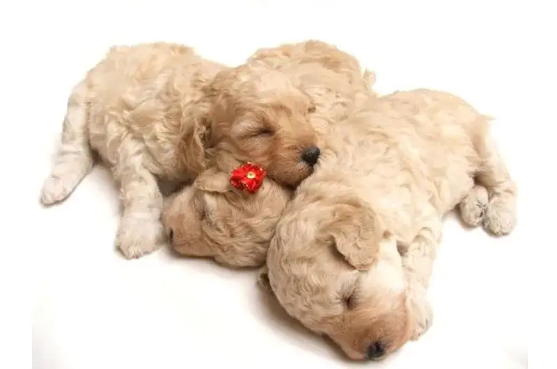 Kiedy suka może mieć szczeniaki? Wiek, cykl i zdrowie