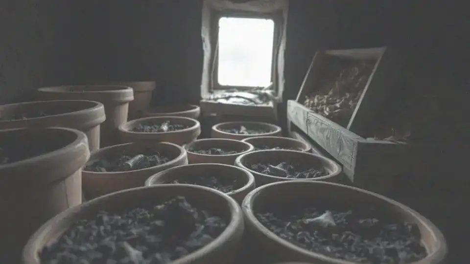 Czy kanna zimuje w gruncie? Ważne zasady przechowywania na zimę