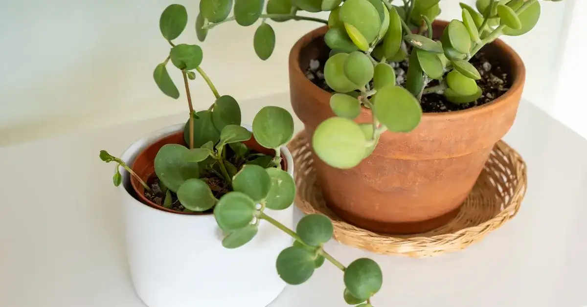 Pieniążek: Jak ta roślina przyciąga bogactwo i szczęście?