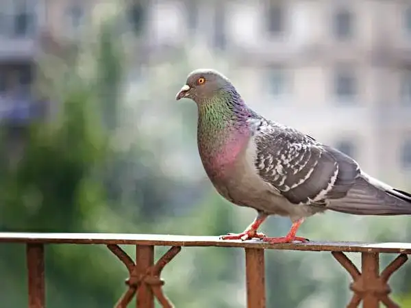 Skuteczne sposoby na odstraszanie ptaków z elewacji - bez szkody