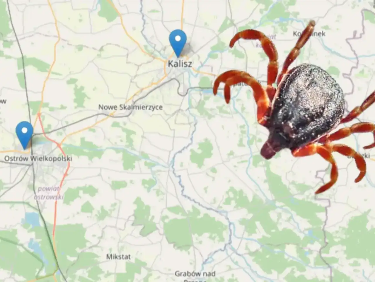 Kleszcze w Polsce: Gdzie żyją i jak ich unikać? Sprawdź mapę