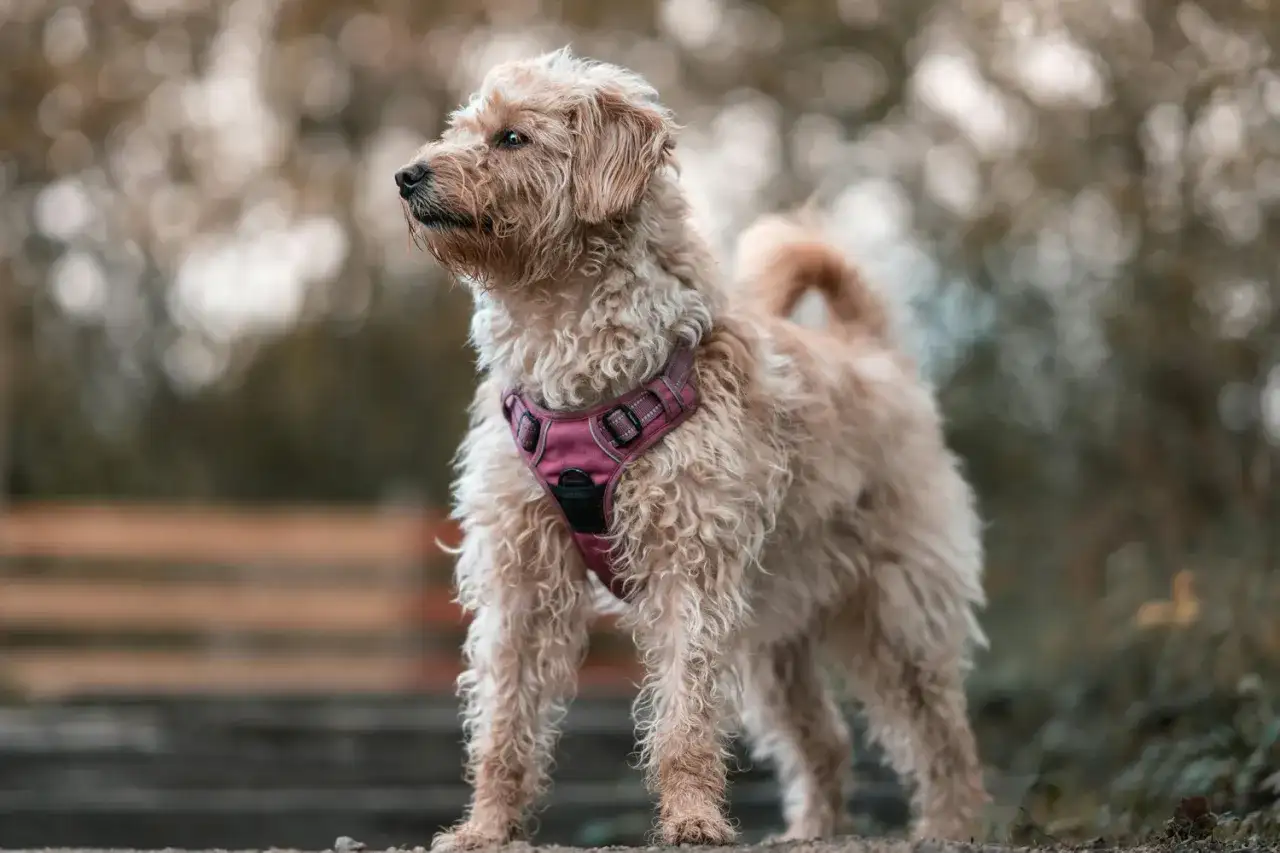 Koniec z kołnierzem! Czym zastąpić go dla komfortu psa?