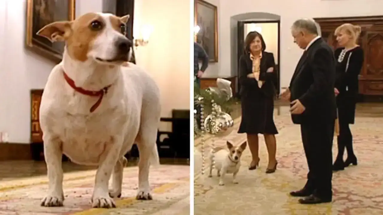 Pies Luluś i Kaczyński: Jak szczeknięcie stało się symbolem?