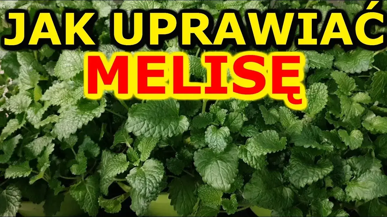 Melisa jak uprawiać – proste metody, które zapewnią udane zbiory