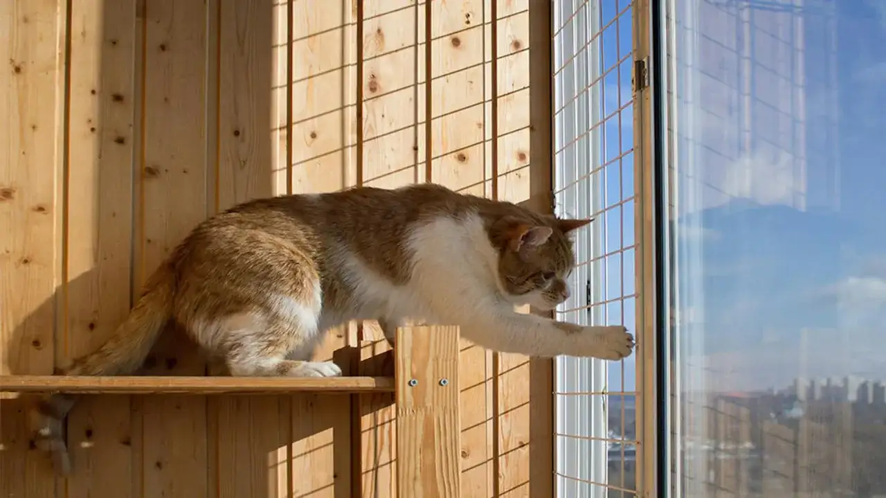 Jak zabezpieczyć balkon dla kota bez siatki: 5 skutecznych sposobów